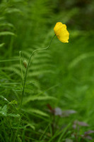 Schijnpapaver;  Welsh Poppy; Papaver cambricum