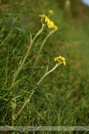 Spatelkruiskruid; Thephroseris helenitis