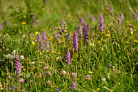 Dichte muggenorchis; Marsh Fragrant-orchid; Gymnadenia densiflor