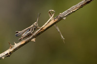 Valse bruine sprinkhaan - Raymond's Grasshopper - Omocestus raymondi