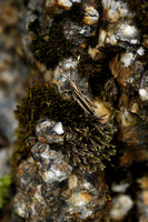 Valse bruine sprinkhaan; Raymond's Grasshopper; Omocestus raymondi