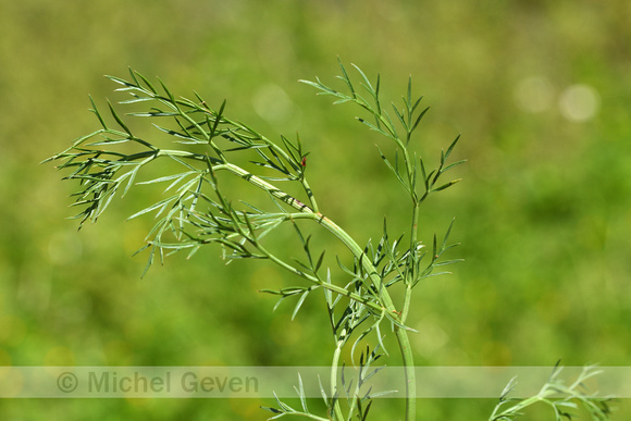 Weidekerveltorkruid; Narrow-leaved Water Dropwort; Oenanthe silaifolia