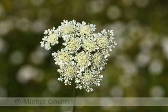 Weidekerveltorkruid; Narrow-leaved Water Dropwort; Oenanthe silaifolia