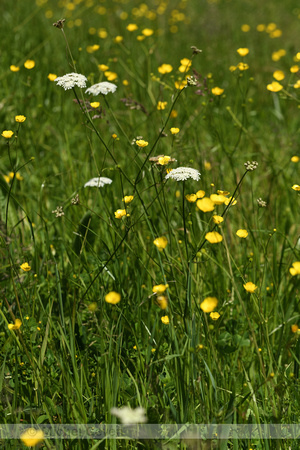 Weidekerveltorkruid; Narrow-leaved Water Dropwort; Oenanthe silaifolia