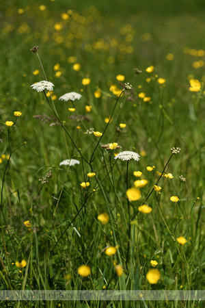 Weidekerveltorkruid; Narrow-leaved Water Dropwort; Oenanthe silaifolia