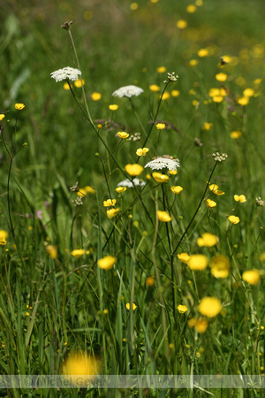 Weidekerveltorkruid; Narrow-leaved Water Dropwort; Oenanthe silaifolia