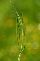 Weidekerveltorkruid; Narrow-leaved Water Dropwort; Oenanthe silaifolia