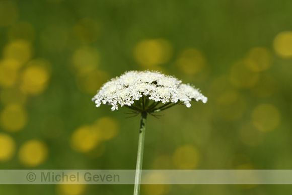 Weidekerveltorkruid; Narrow-leaved Water Dropwort; Oenanthe silaifolia