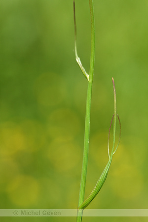 Weidekerveltorkruid; Narrow-leaved Water Dropwort; Oenanthe silaifolia