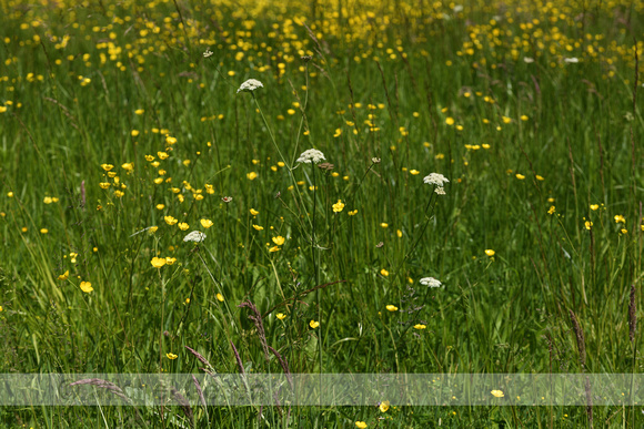 Weidekerveltorkruid; Narrow-leaved Water Dropwort; Oenanthe silaifolia