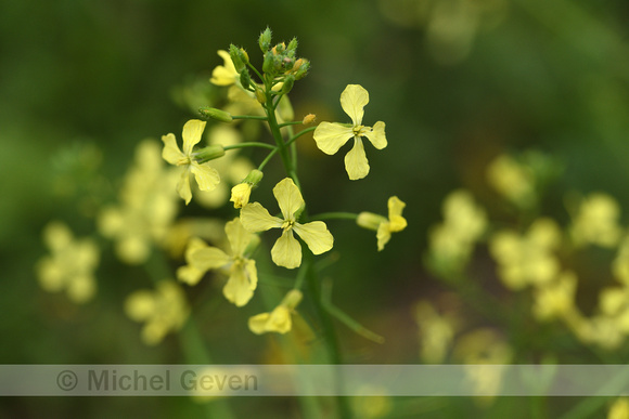 Wilde kool; Wild Cabbage; Brassica oleracea supsp oleracea