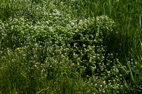 Witte Waterkers; Water-cress; Nasturtium officinale