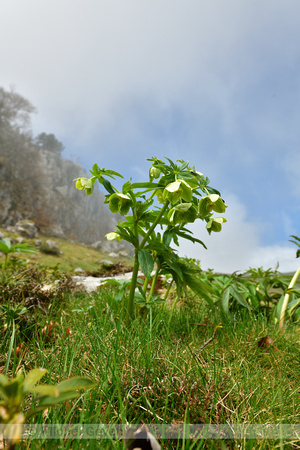 Wrangwortel; Green hellebore; Helleborus viridis