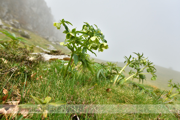 Wrangwortel; Green hellebore; Helleborus viridis