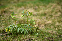 Wrangwortel - Green hellebore - Helleborus viridis
