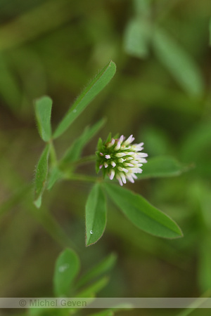 Zeeklaver; Sea clover; Trifolium squamosum