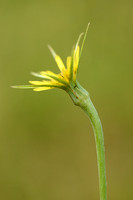 Bleke Morgenster; Yellow Salsify; Tragopogon dubius