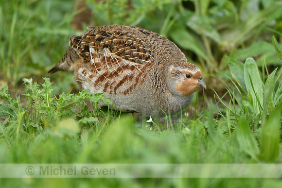 Patrijs; Grey Partridge; Perdix perdix