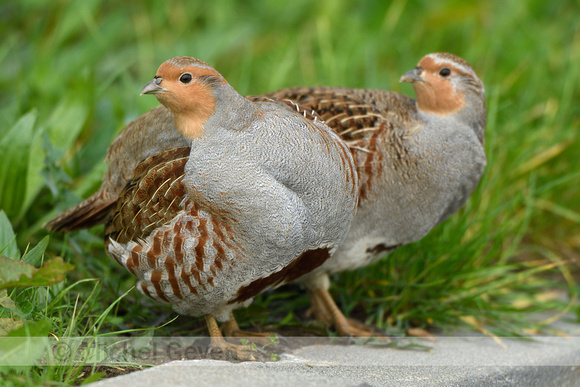 Patrijs; Grey Partridge; Perdix perdix