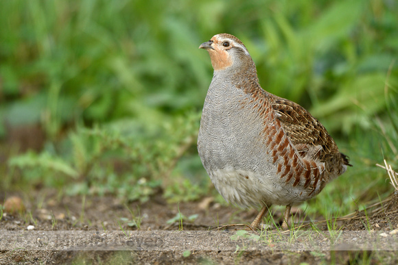 Patrijs; Grey Partridge; Perdix perdix