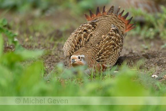 Patrijs; Grey Partridge; Perdix perdix