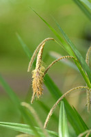 Hangende zegge; Pendulous sedge; Carex pendula
