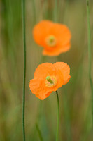 Donzige klaproos; Atlas poppy; Papaver atlanticum