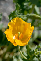 Gele Hoornpapaver - Yellow Horned Poppy - Glaucium flavum