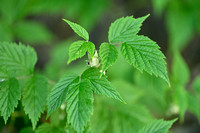 Framboos; Red Raspberry; Rubus idaeus