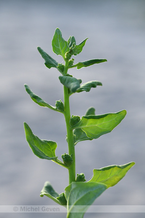 Nieuw Zeelandse Spinazie; New Zealand spinach; Tetragonia tetragonioides
