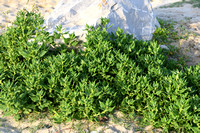 Nieuw Zeelandse Spinazie; New Zealand spinach; Tetragonia tetragonioides