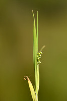 Klein trilgras; Lesser Quacking-grass; Briza minor