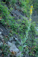 Verbascum boerhavii; Annual Mullein