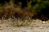 Gipskruid; Low Baby's breath; Gypsophila muralis;