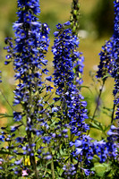 Hoge ridderspoor - Alpine Delphinium - Delphinium elatum