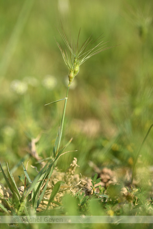 Aegilops geniculata