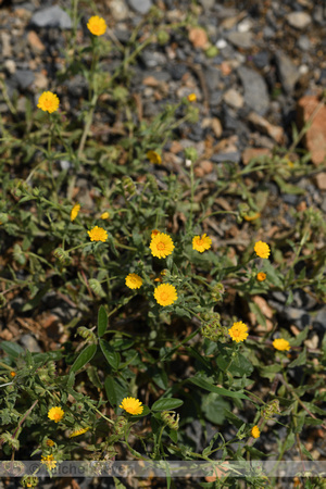 Akkergoudsbloem; Field marigold; Calendula arvensis