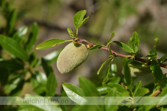 Amandelboom; Prunus dulcis
