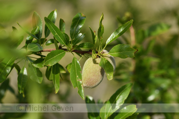 Amandelboom; Prunus dulcis