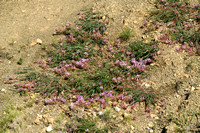 Astragalus monspessulanus