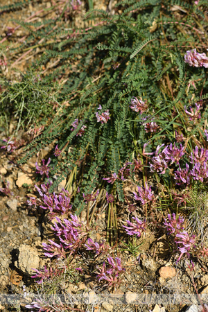 Astragalus monspessulanus