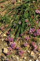 Astragalus monspessulanus