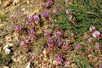 Astragalus monspessulanus