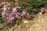 Astragalus monspessulanus