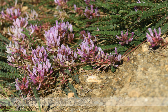 Astragalus monspessulanus