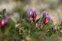 Astragalus monspessulanus