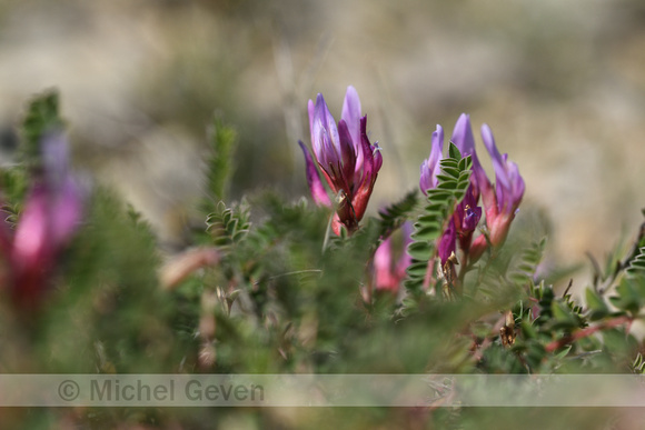 Astragalus monspessulanus