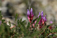 Astragalus monspessulanus