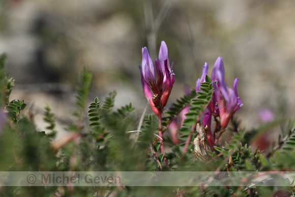 Astragalus monspessulanus