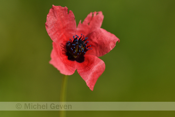 Bastaardklaproos; Papaver hybridum